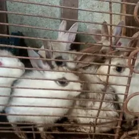 Кролик полу великан