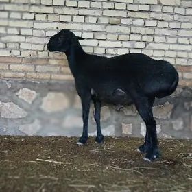 гиссар араса.тохум шишек гоч