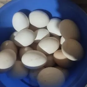 towuk yumurtga mesnyy