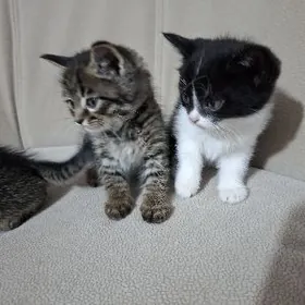 Домашние котята