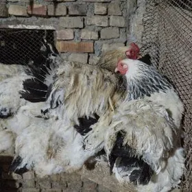 арегинал.брама.товуклар