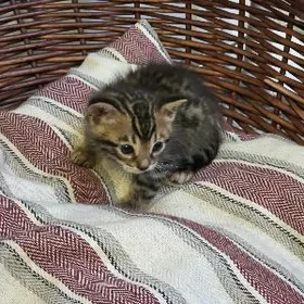 Продаются бенгальские котята