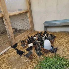 yumurtgacy jüyjeler