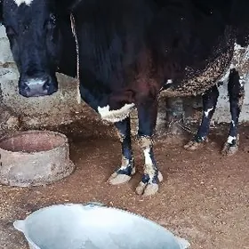 Çorny piýostyr Sygyr