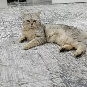 pisik şotlanski uzyn gulak