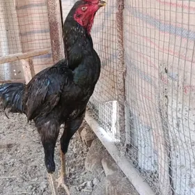 байсы хораз