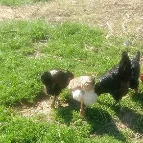 gigant towuklaryn juyjesi 2