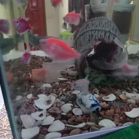 Akvaryum  Baliklar 400m