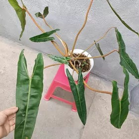 ФИЛОДЕНДРОН