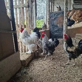 brama we gigant ýumurtga