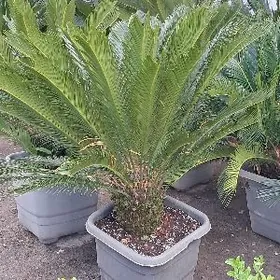 palma sikas цикас