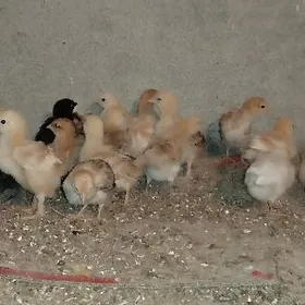 19 günlik elin jüýjeler