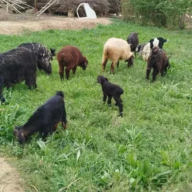 Ekiz owlakly Geçi 3 sany bar