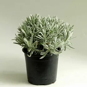 Lawanda, Лаванда душистая