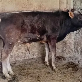 öküz şwes tohum mal