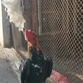 араса самаркант ийунда чыкан