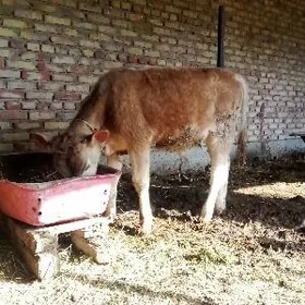 Tohum Öküzler 2 Sany 8 aýlyk