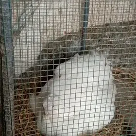 kürk indyuk, indyuk yumurtg