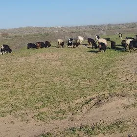 owlakly geçi cewis guzly goyun