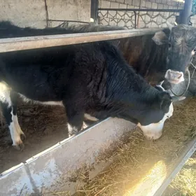 окуз гачарлар