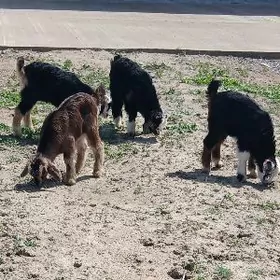 owlak guzy geci cewis goyun