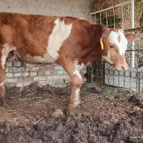 сментал келек окуз