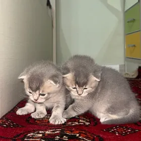 Шотланская шиншилла вислоухая