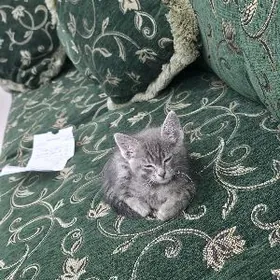 pisik котёнок