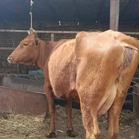 голели сыгыр