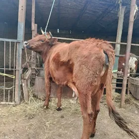 арасса бурлат голели сыгыр