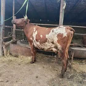 голели сыгыр