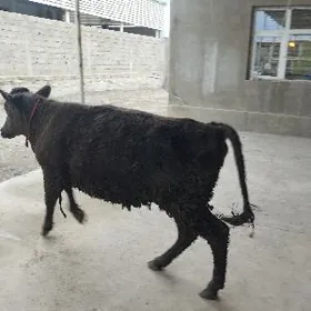 Gybirit tuwe Gõller.