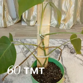 домашние растения