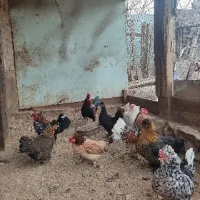 Karlik satlyk srochno pul ger