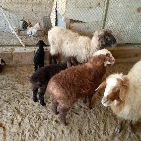 guzuly goýun we awlakly geçi