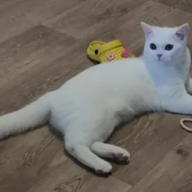 Кот на вязку pisik