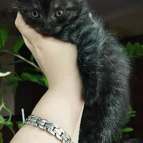 Очаровательные котята