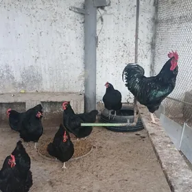 GARA ŞAZADA ÝUMURTGA 15M