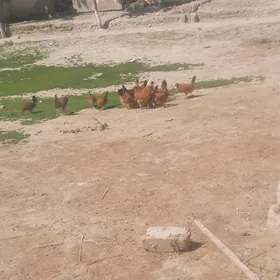 3aylykdan gecen elinjek jujele