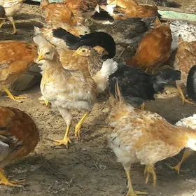 товук жуйже