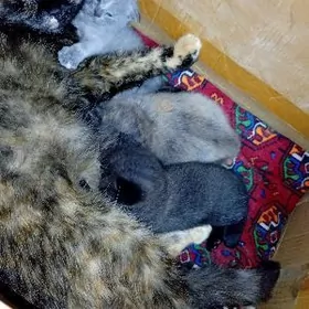 вислоухие котята