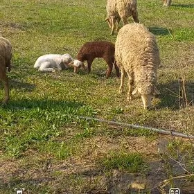 Merinos  guzyly goyun