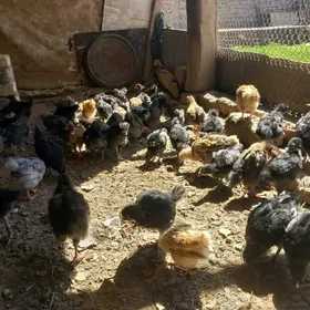 towuk juje we ordek juje