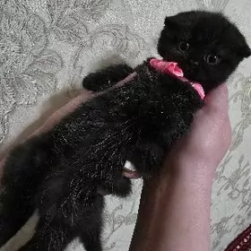 Шотландские вислоухие Шоколад