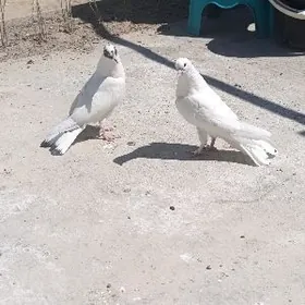 голуби молодые kepter