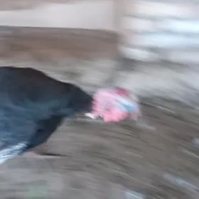 induk horaz ýaş 3sansy ba