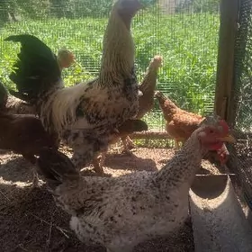 гигант хораз