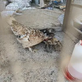 Karlik 7sany jüyjesi bilen