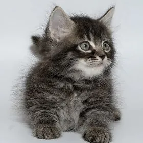 мальчик ,1.5 месяцев