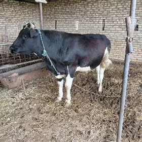 ÇORNY PIÝOSDYR OKUZ.